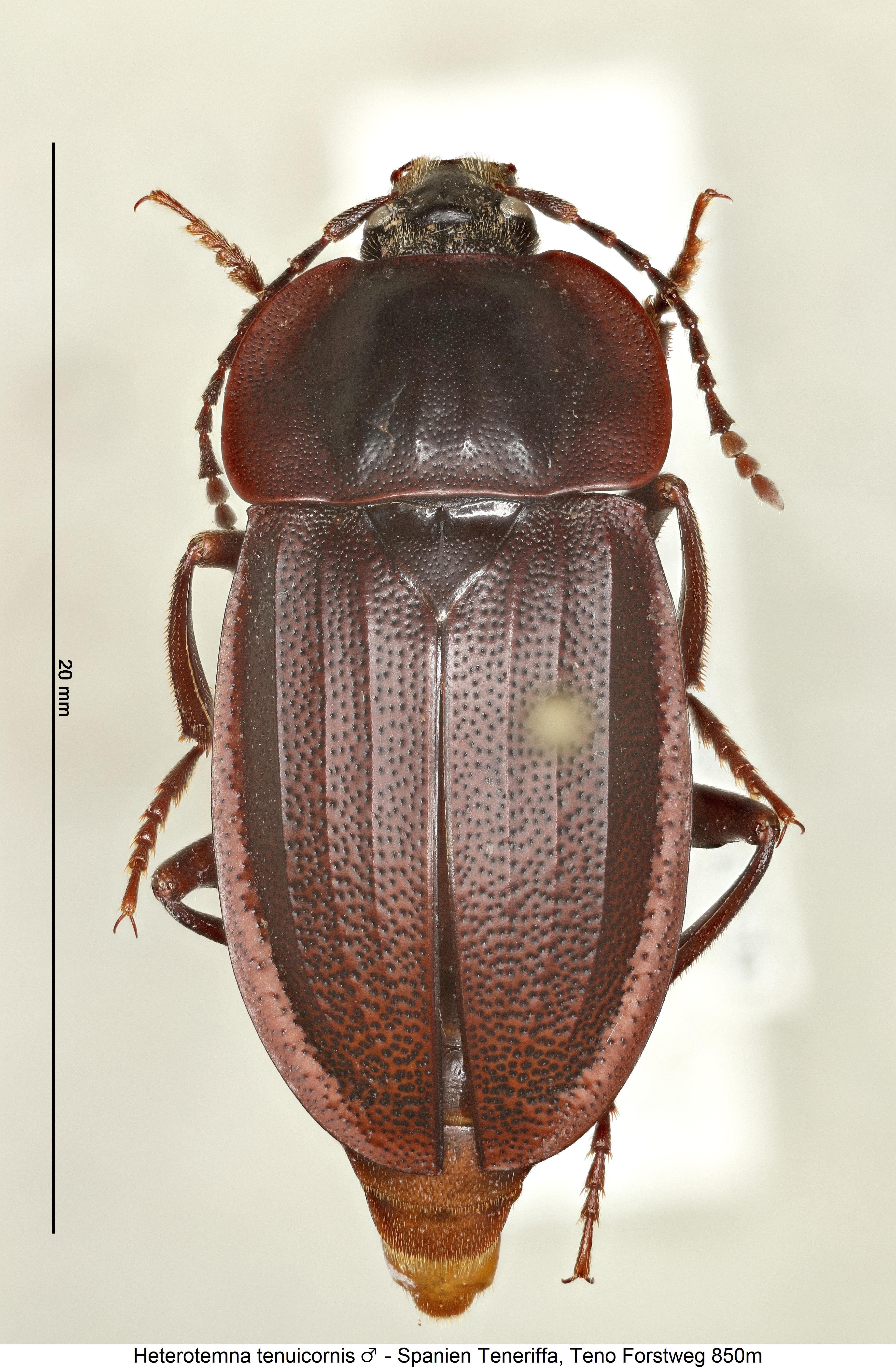 heterotemna_tenuicornis_m_hab.jpg