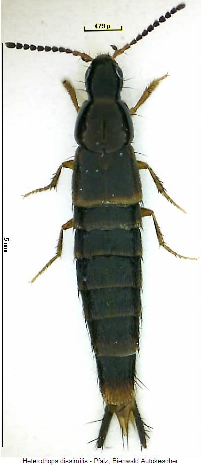 heterothops_dissimilis_hab.jpg