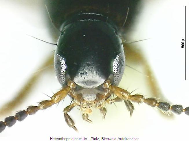 heterothops_dissimilis_k.jpg