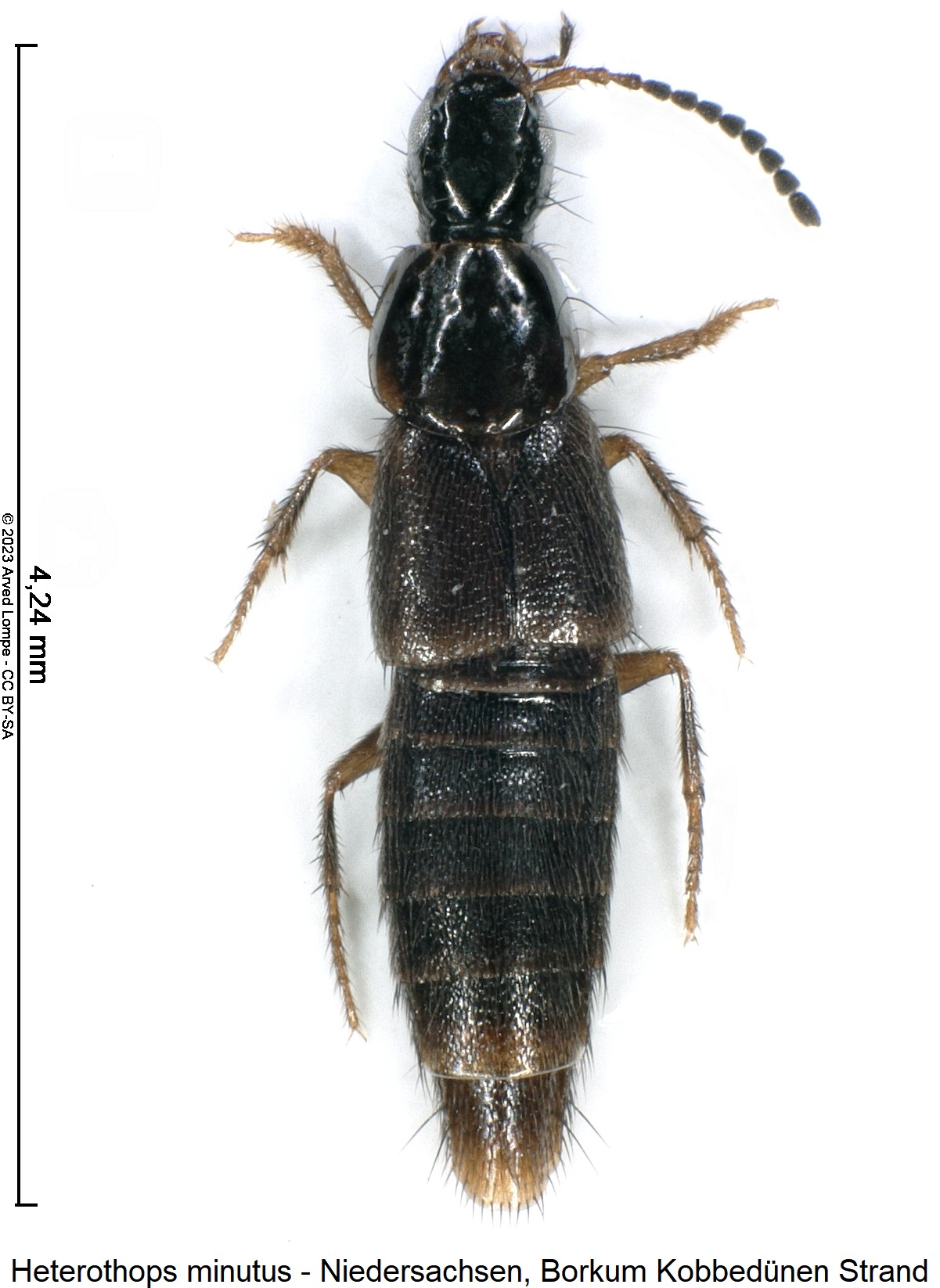 heterothops_minutus_hab.jpg