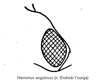 hierronius_angulosus_k.gif