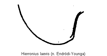 hierronius_laevis_hsch.gif