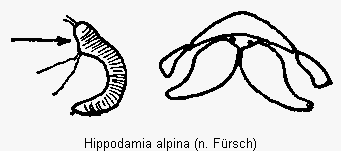 hippodamia_alpina_sperm.gif