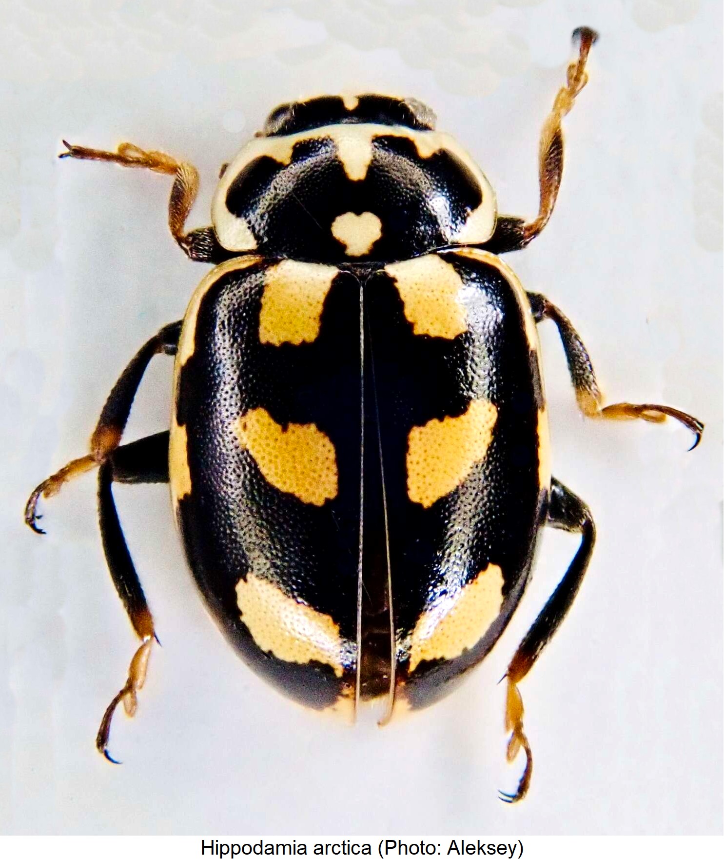 hippodamia_arctica_hab.jpg