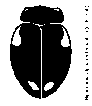 hippodamia_redtenbacheri_hab.gif