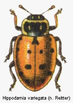 hippodamia_variegata.gif
