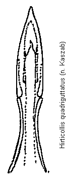 hirticollis_quadriguttatus.gif