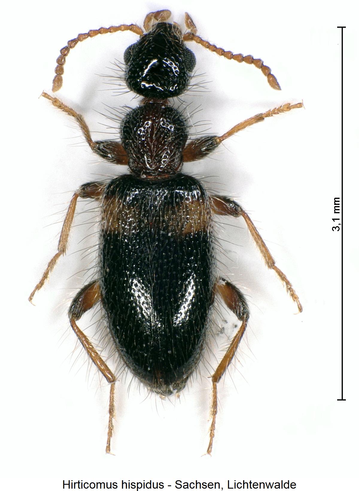 hirticomus_hispidus_hab.jpg