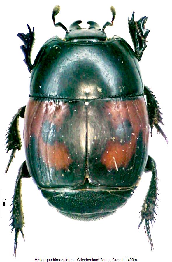 hister_quadrimaculatus_hab.jpg