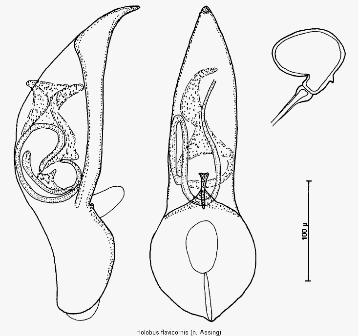 holobus_flavicornis.gif