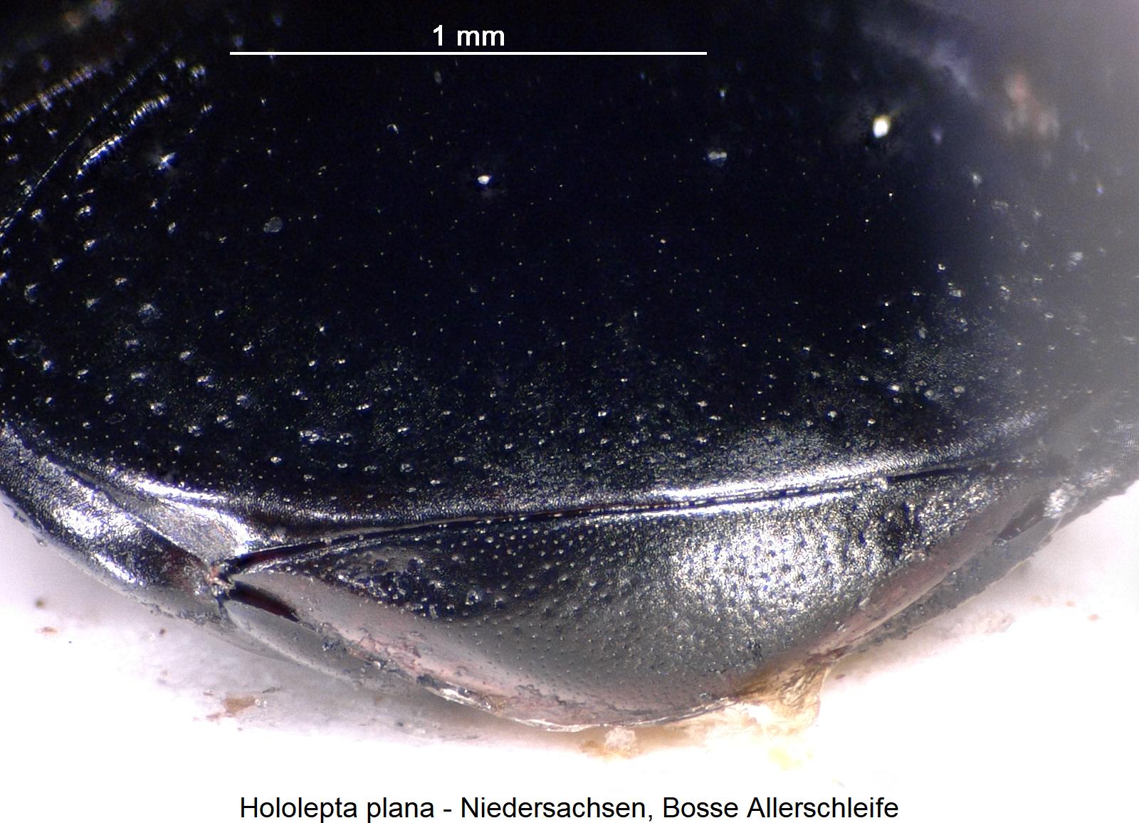 hololepta_plana_pyg.jpg