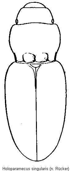 holoparamecus_singularis_hab.gif
