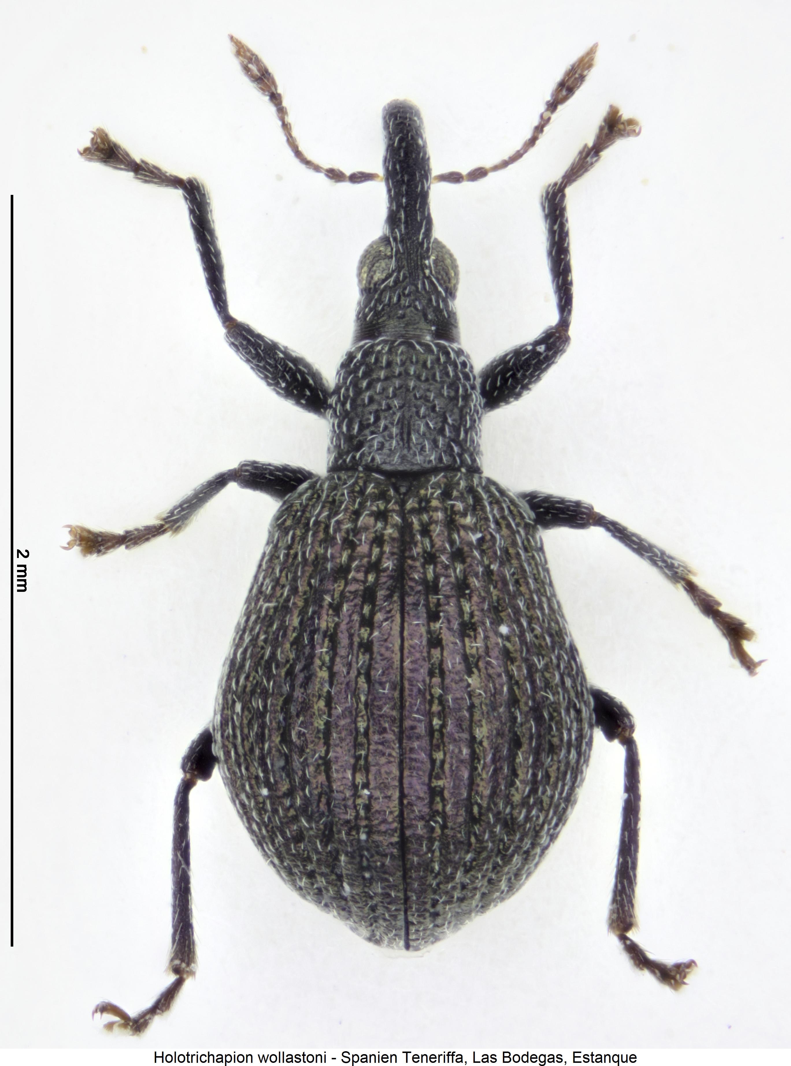 holotrichapion_wollastoni_hab.jpg