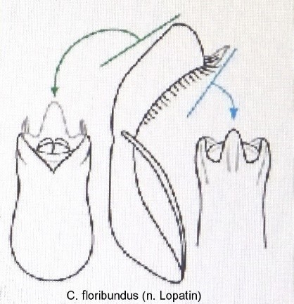 homalopus_floribundus_aed.jpg
