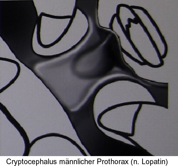 homalopus_prothorax2.jpg