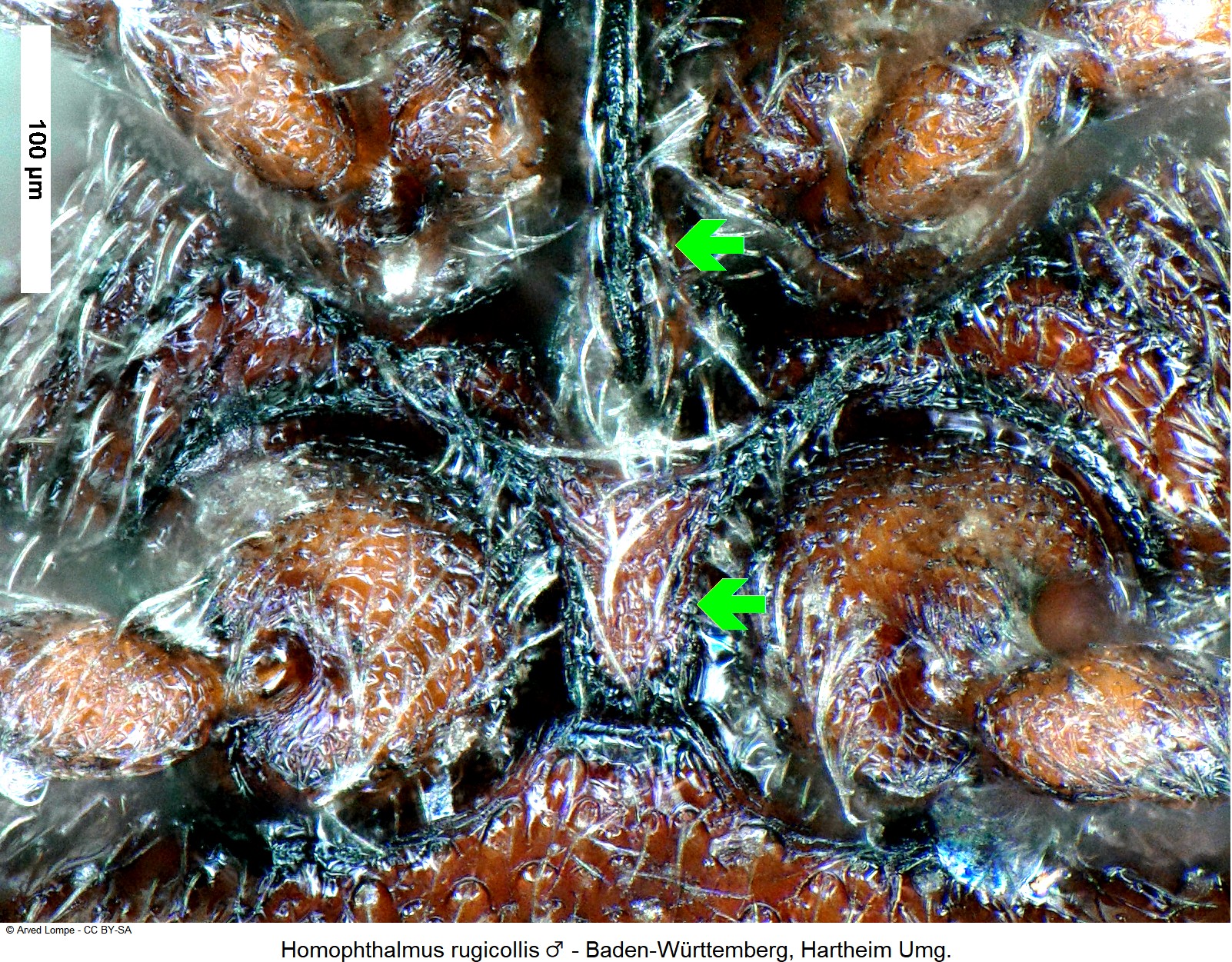homophthalmus_rugicollis_m_ck30888952_mbr.jpg