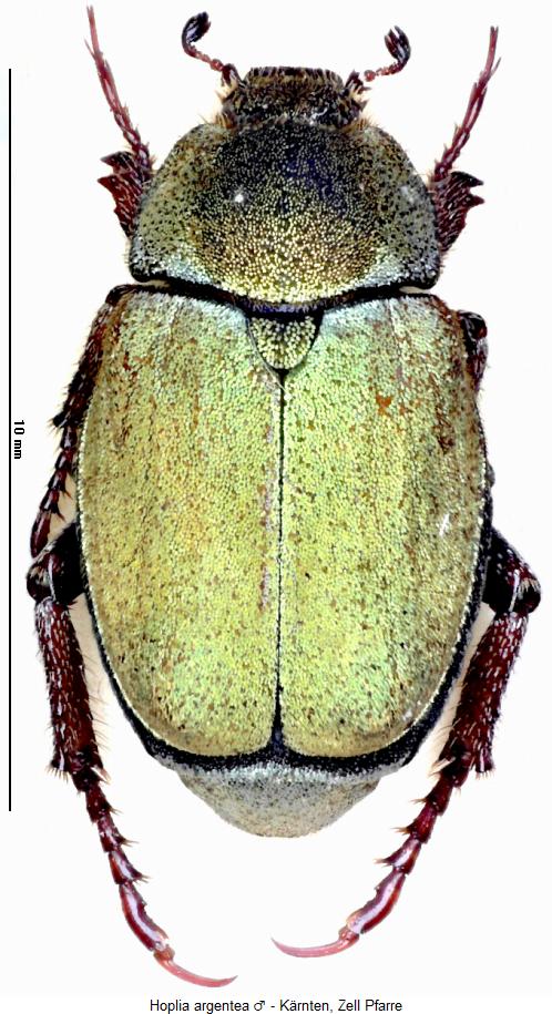 hoplia_argentea_g_hab.jpg