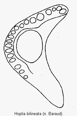 hoplia_bilineata_hschn.gif
