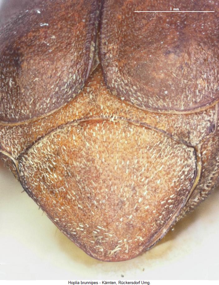 hoplia_brunnipes_pyg.jpg