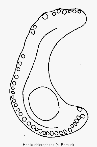 hoplia_chlorophana_hschn.gif