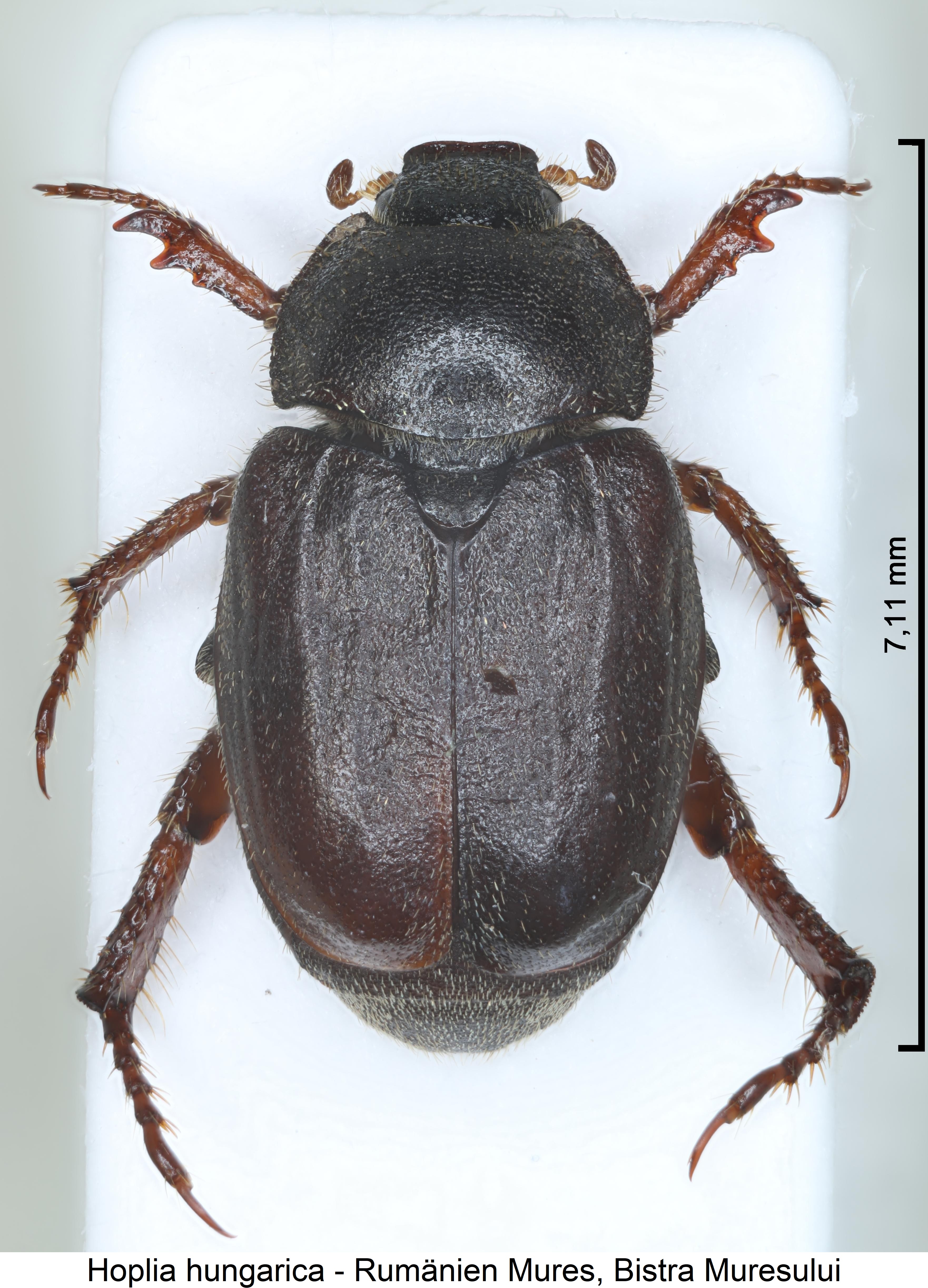 hoplia_hungarica_hab.jpg