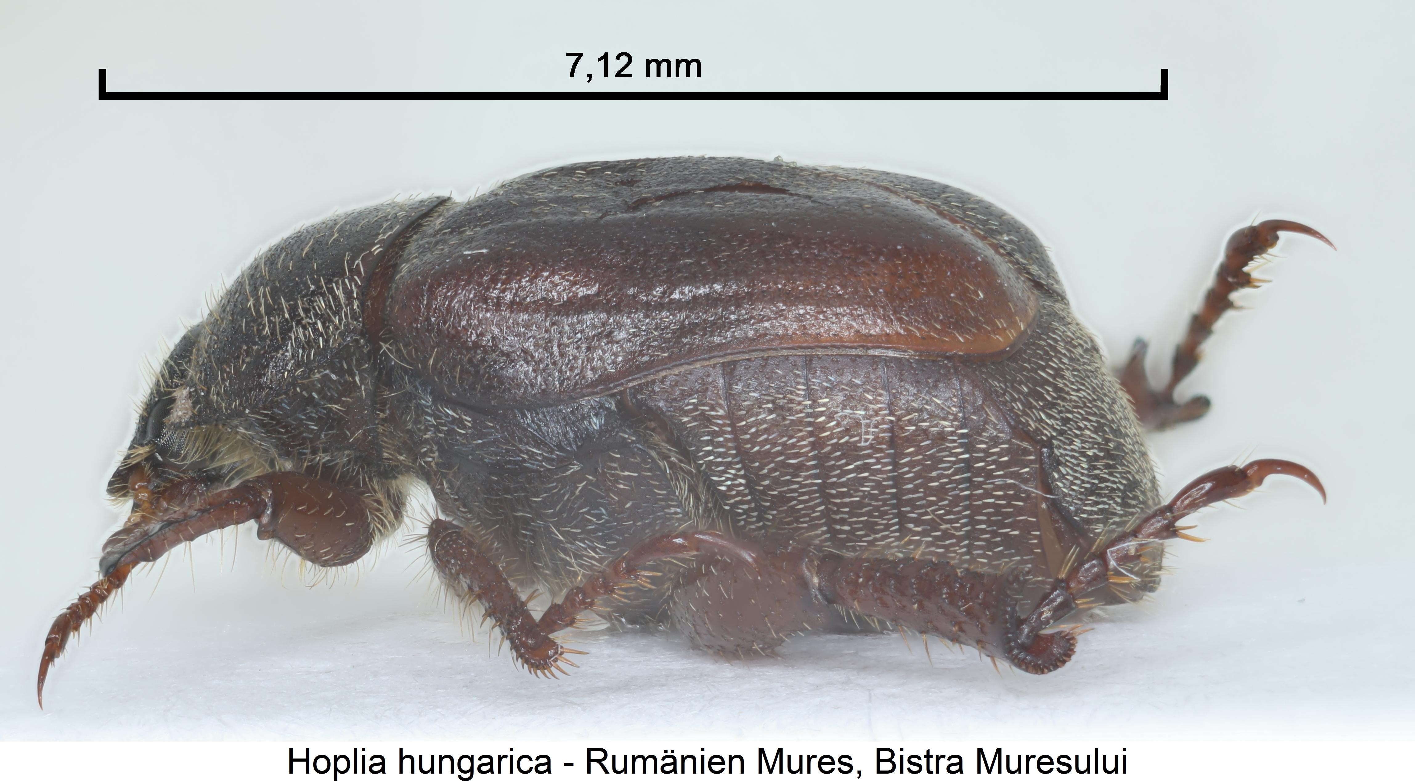 hoplia_hungarica_sa.jpg