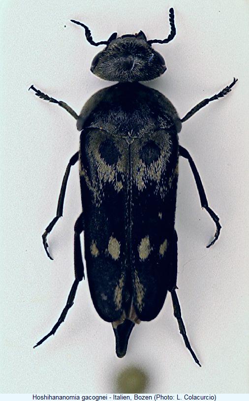 hoshihananomia_gacognei_hab1.jpg
