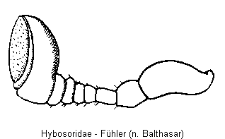 hybosoridae_f.gif