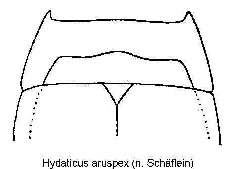 hydaticus_aruspex_hsch.gif