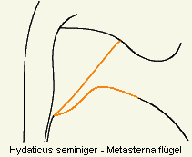 hydaticus_seminiger_us.gif