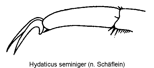 hydaticus_seminiger_vtr.gif