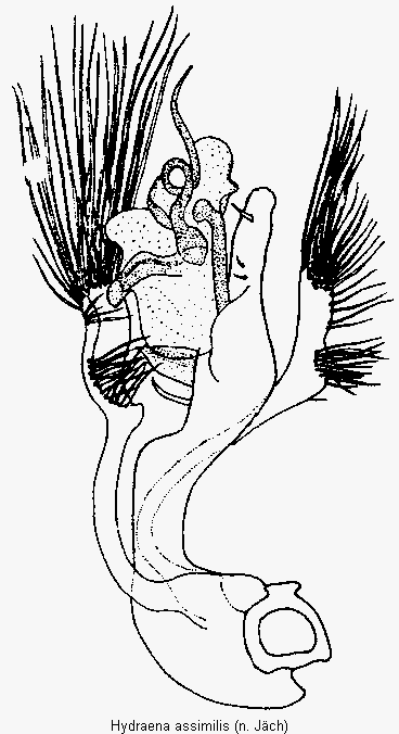 hydraena_assimilis.gif