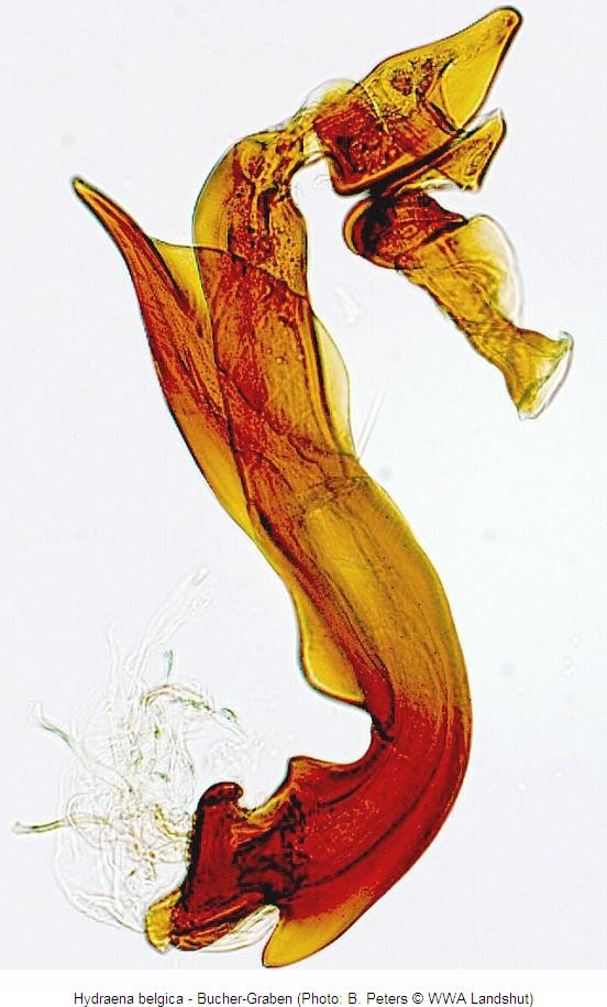 hydraena_belgica2.jpg