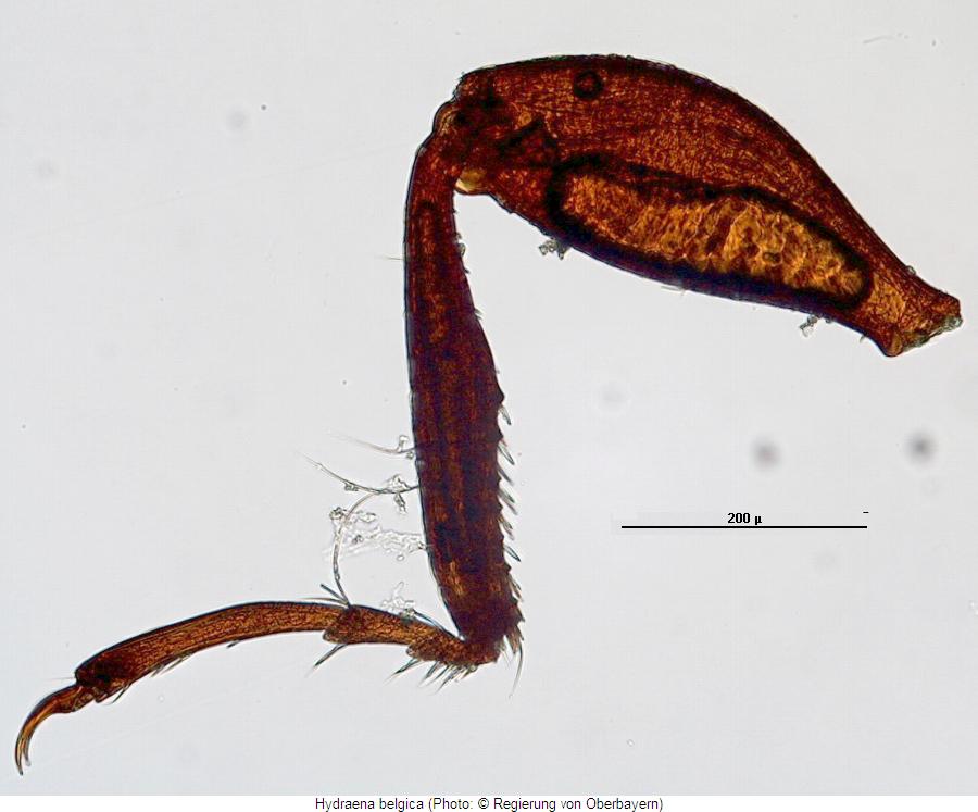 hydraena_belgica_mb.jpg