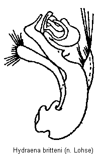 hydraena_britteni.gif