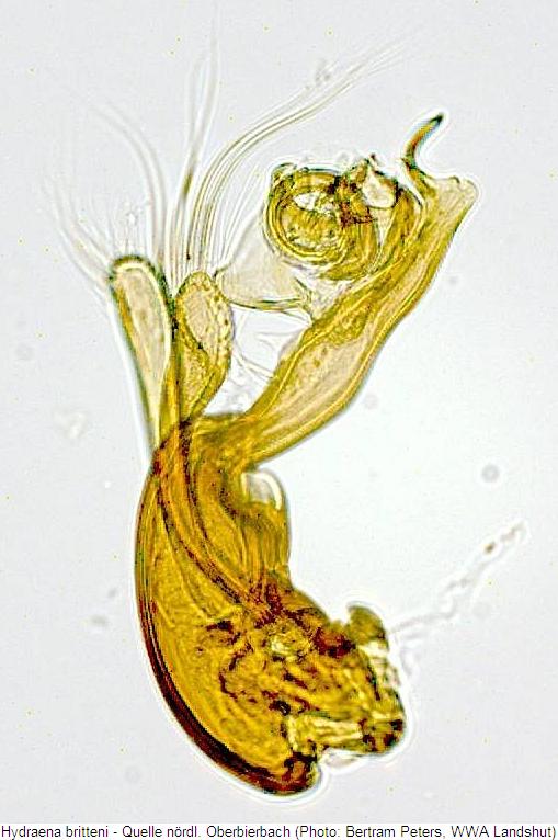 hydraena_britteni2.jpg
