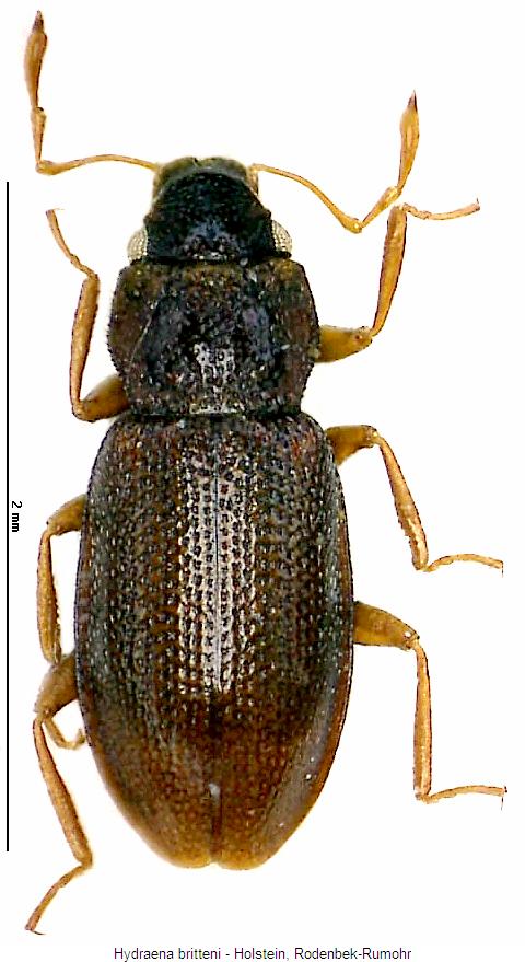 hydraena_britteni_hab.jpg