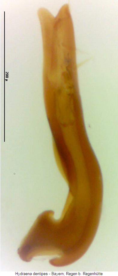 hydraena_dentipes.jpg