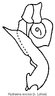 hydraena_excisa.gif