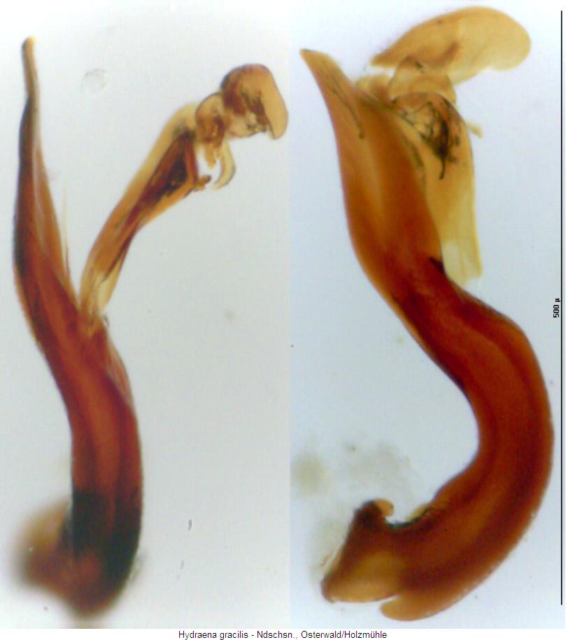 hydraena_gracilis.jpg
