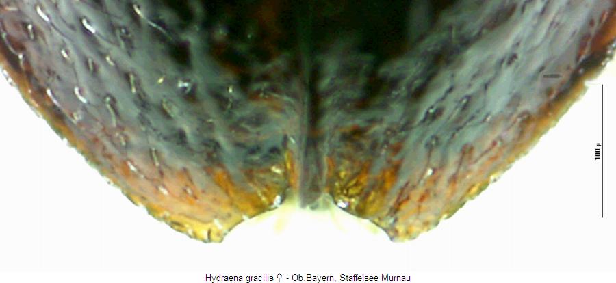 hydraena_gracilis_fld.jpg