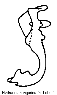 hydraena_hungarica.gif