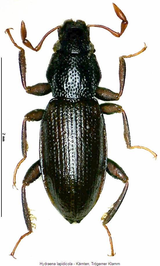 hydraena_lapidicola_hab.jpg