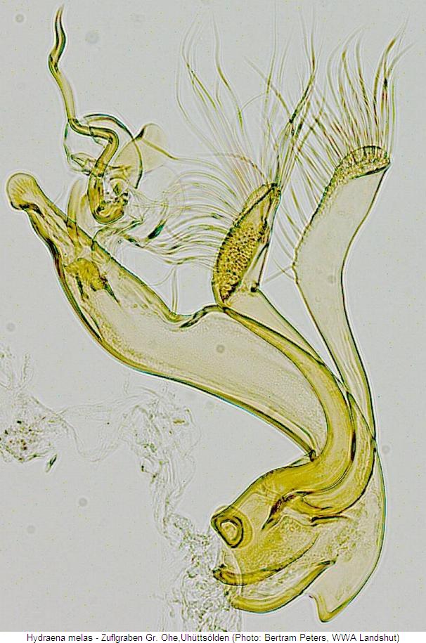hydraena_melas2.jpg