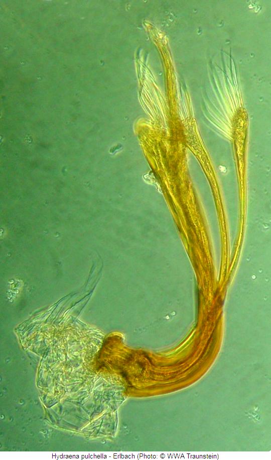 hydraena_pulchella2.jpg