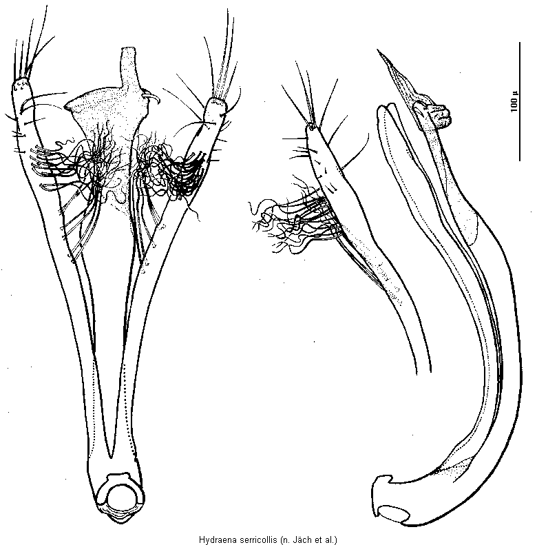 hydraena_serricollis.gif