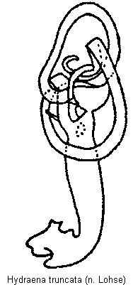 hydraena_truncata.gif