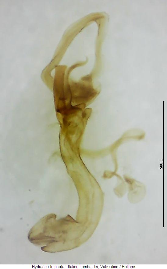 hydraena_truncata.jpg
