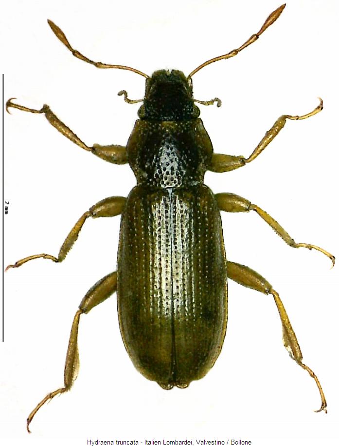 hydraena_truncata_hab.jpg