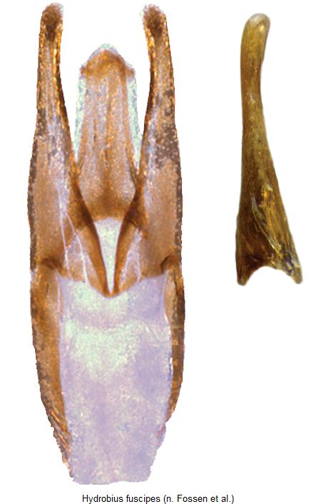 hydrobius_fuscipes1.jpg